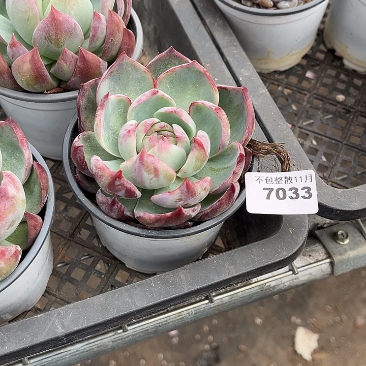 阿雅园艺。      7033惊鸿