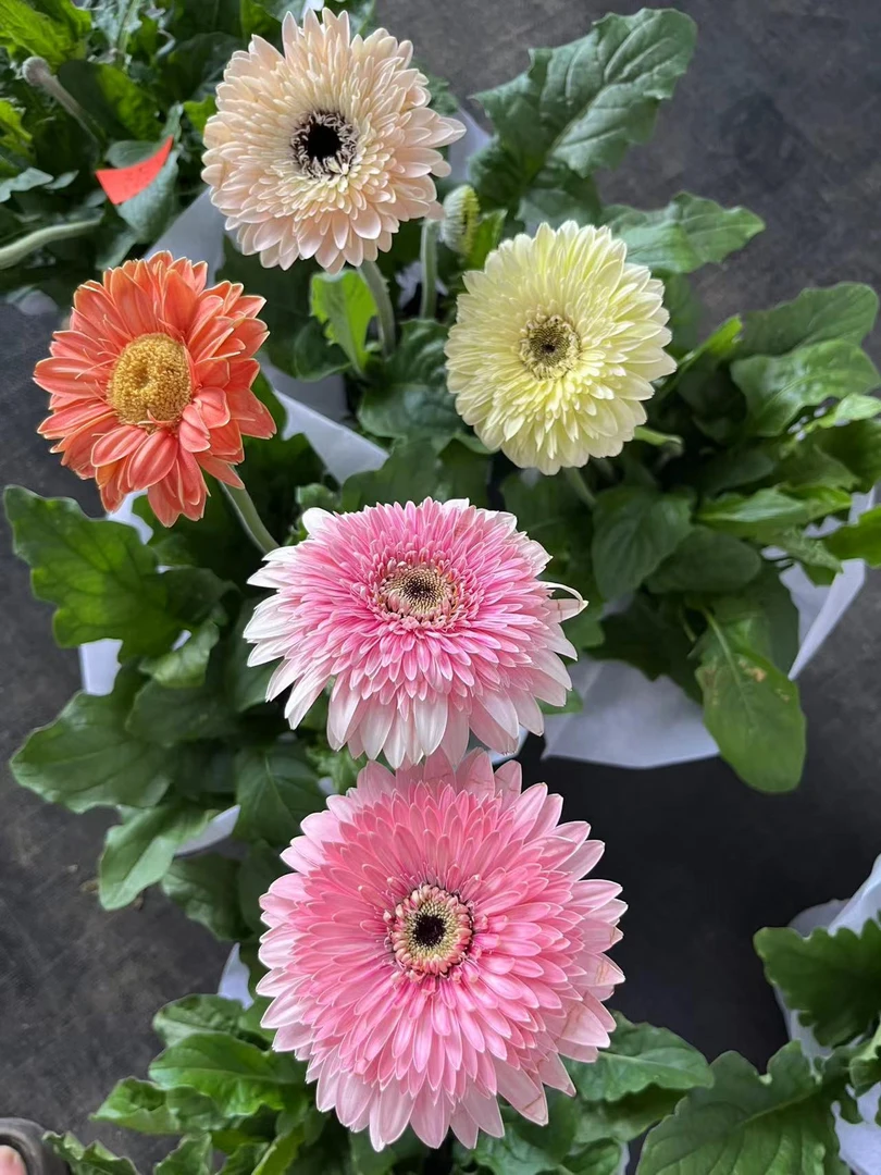 云南高杆非洲菊扶郎花盆栽四季开花庭院花期阳台植物铁线莲