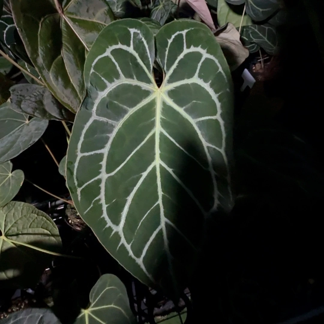 完全开放小钻石杂黑水晶