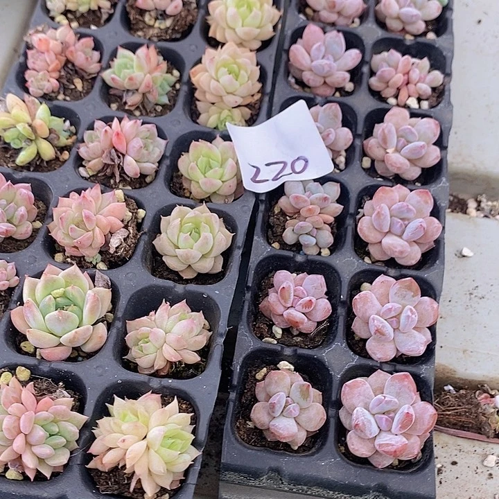 220 多肉植物盆栽花卉