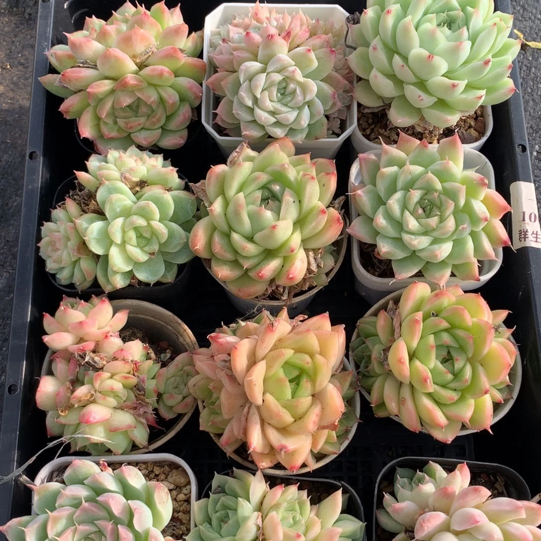 1028-08 女王麦秆套餐一组