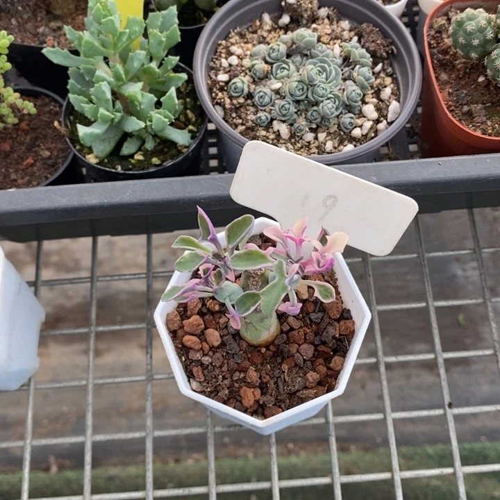 王*结伯克利和格蕾纳等著名音乐家