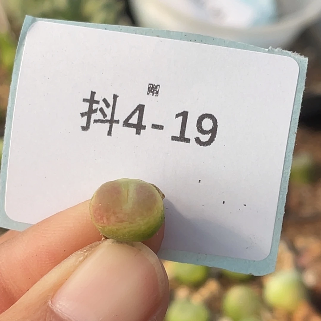 逗***逗4-19肉锥多肉植物