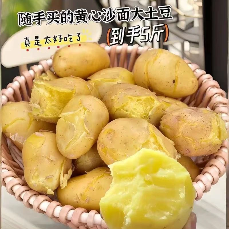 山东新土豆黄皮黄肉现挖现发新鲜到家5斤-9斤
