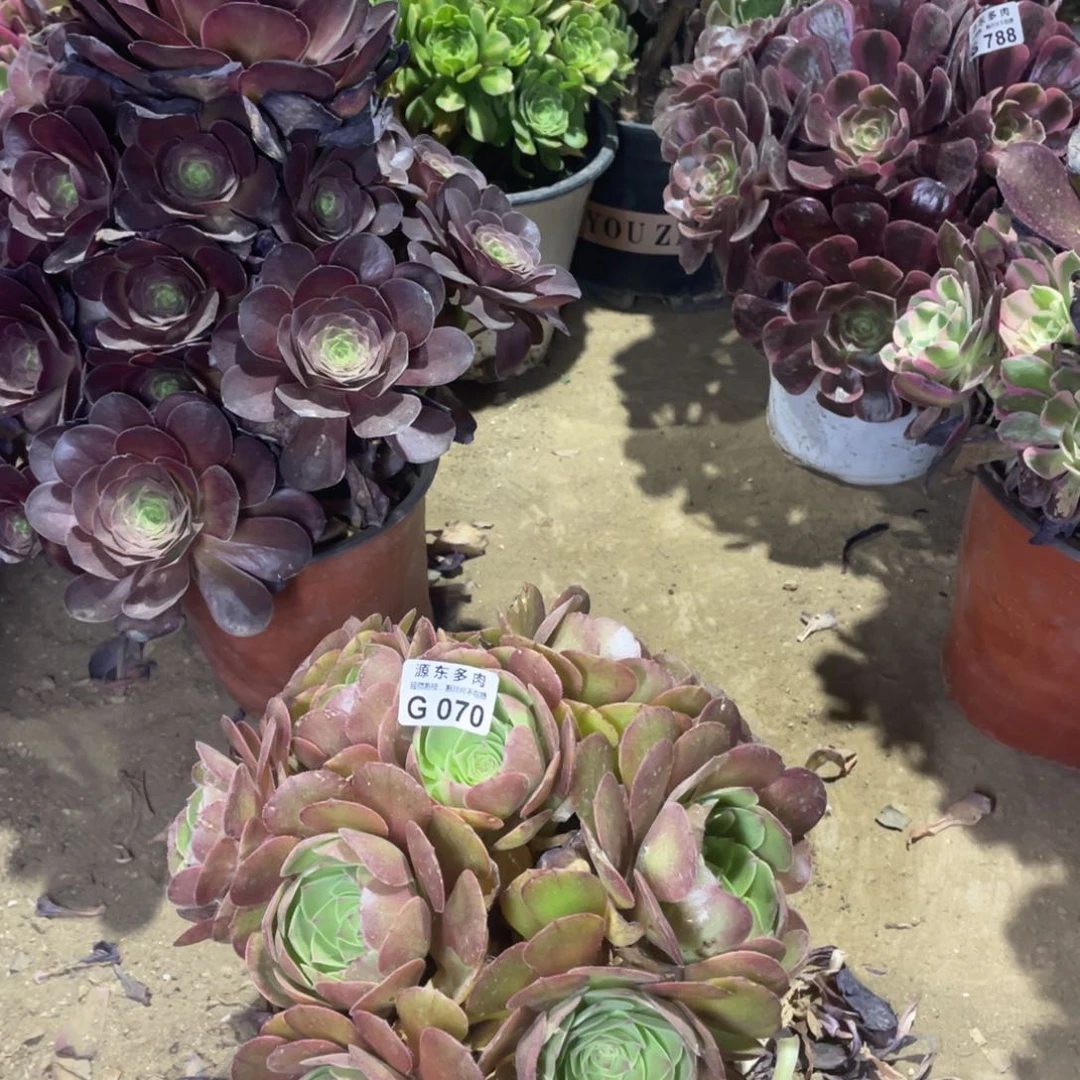 070红心多肉法师断枝不包