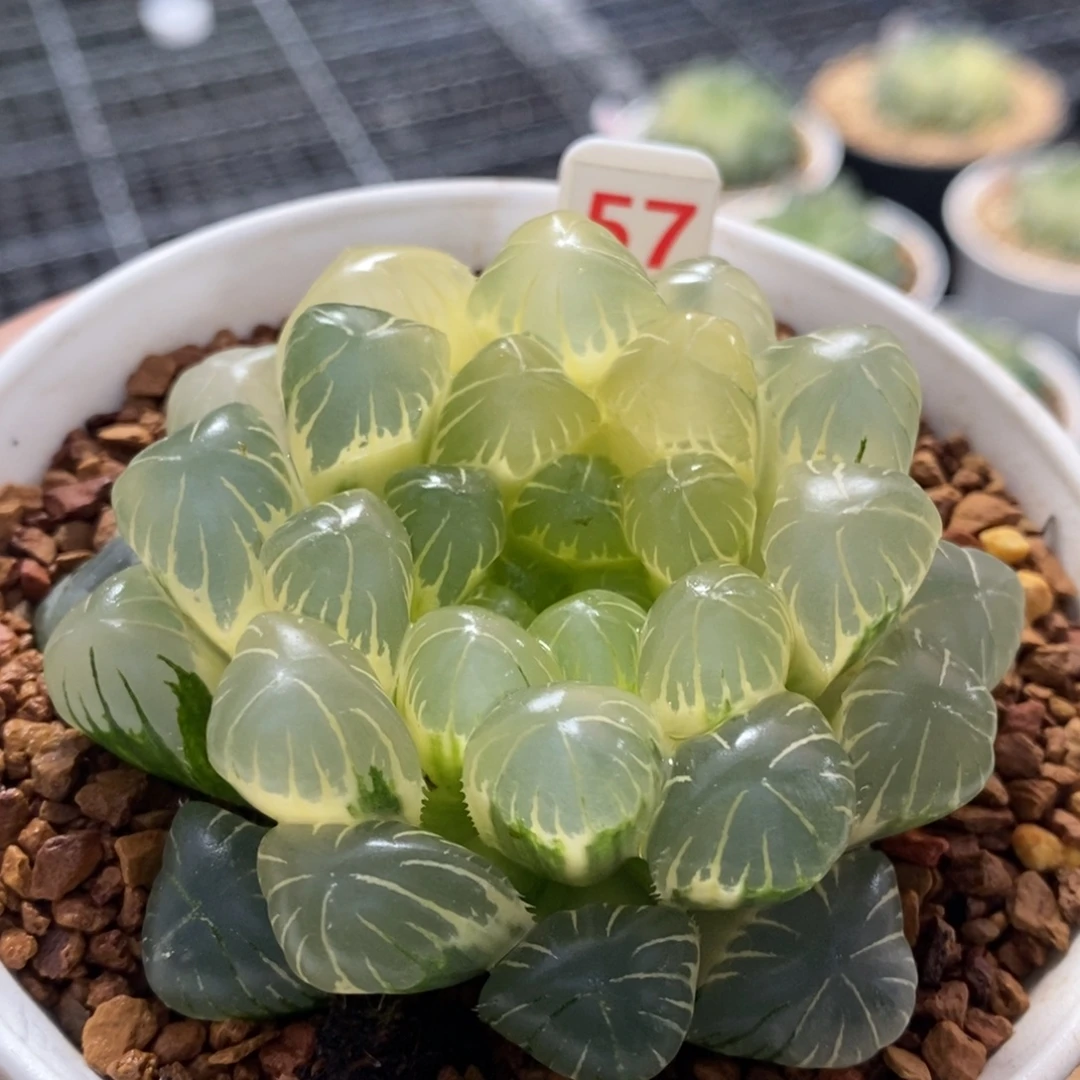 57号糊斑湖水玉露锦