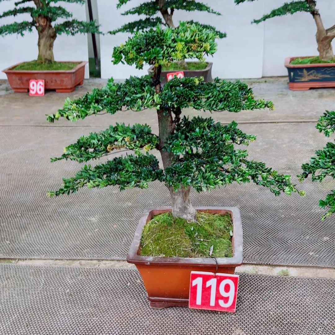 盆景造型艺术罗汉松