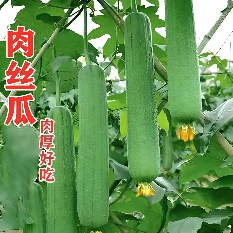 顺丰包邮助农产品婺源农户自种丝瓜辣椒5斤装初级农产品