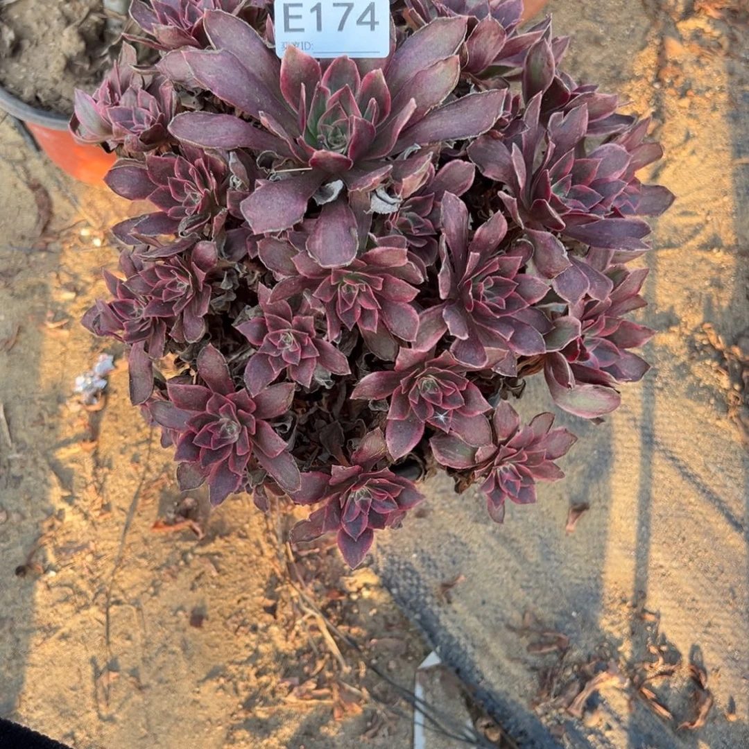 174浣纱多肉植物法师多肉