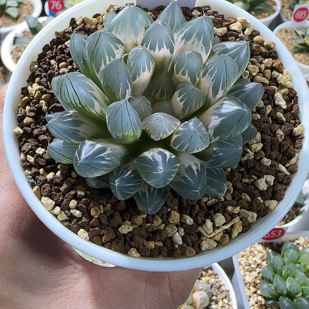 527号糊斑白霓虹灯6.5左右一物一拍带盆土