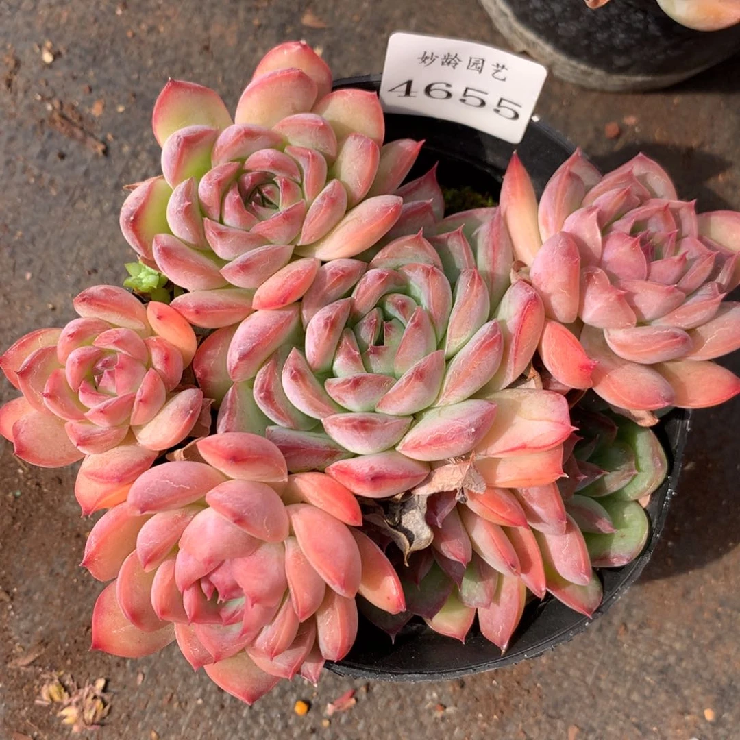 4625新年快乐发发发