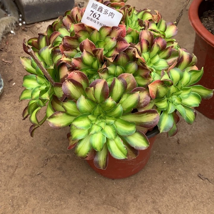 走***涯762韶华多肉植物特价