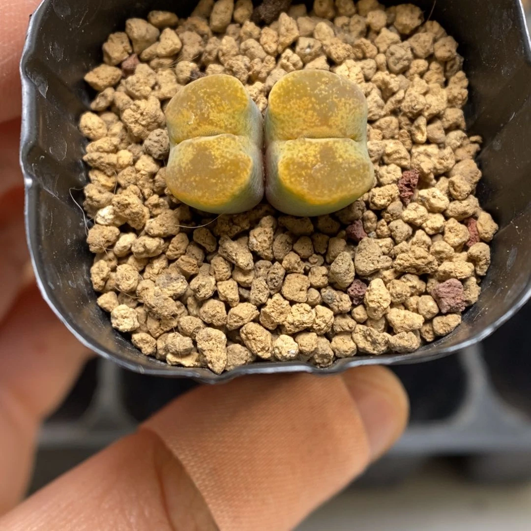 多肉植物肉锥杂交K-3608