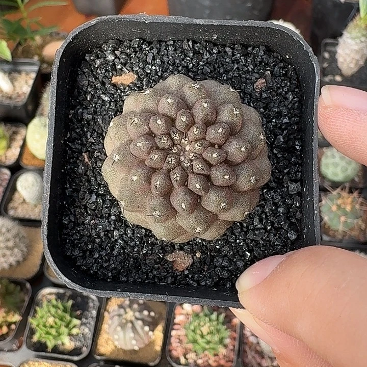 ****匆蜥蜴仙人球123456