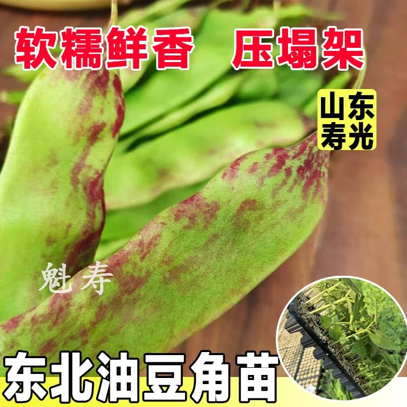 东北油豆角苗秧带土球一点红油豆角种子高产四季绿豆角红豆角庭院