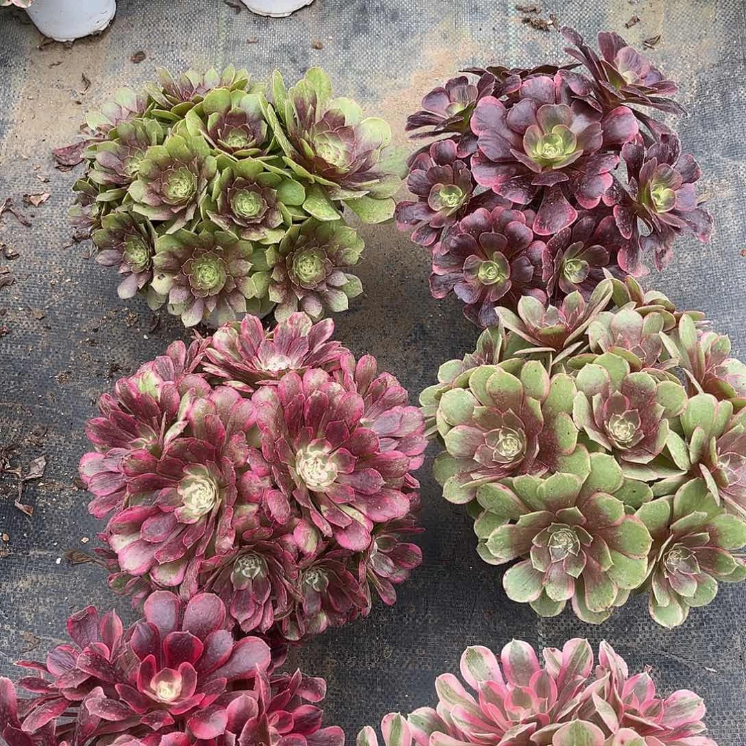 6颗法师的植物漂亮漂亮