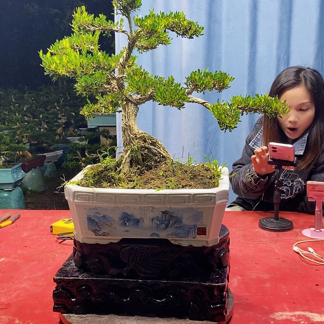 完全开放广东黄杨盆景