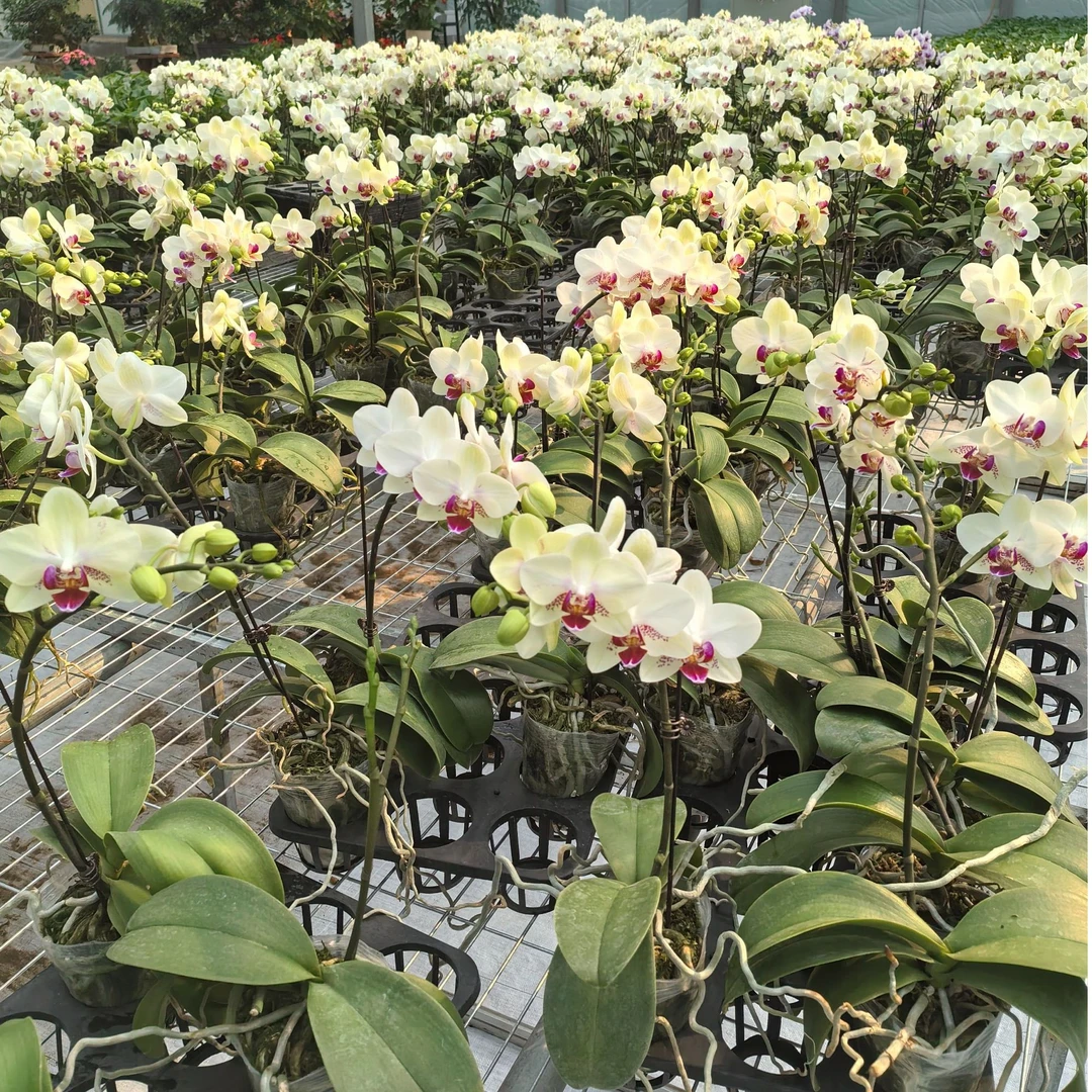 【蝴蝶兰】蝴蝶兰绿精灵开花发货美观好看室内养殖好养高苗特级品种