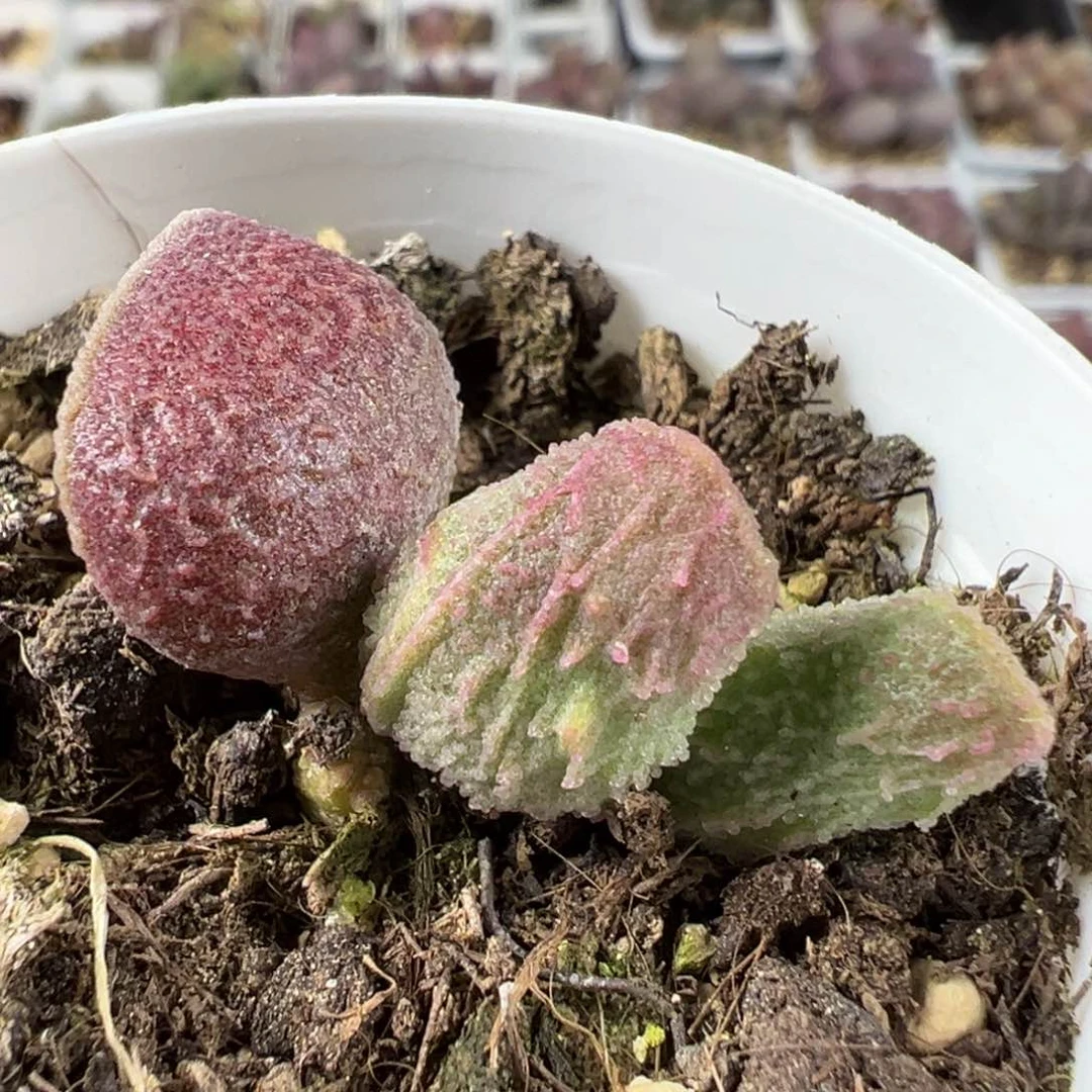 实生底叶苗带倒刺多肉植物水泡