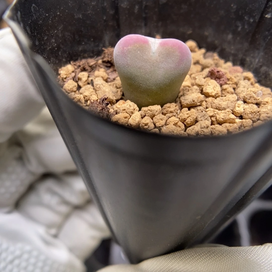 多肉植物肉锥杂交K-3733 粉将杂