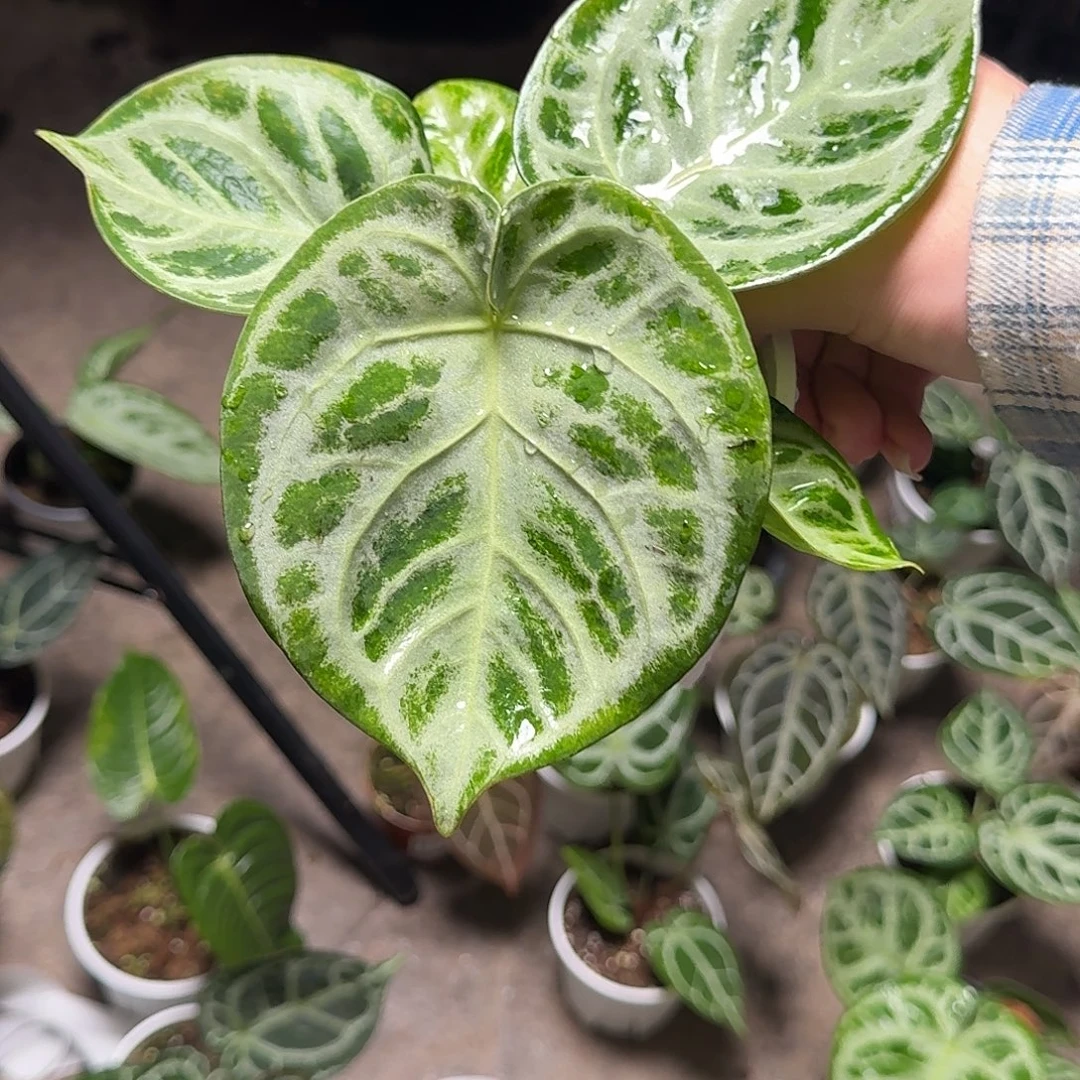 I***I完全开放R183铜锣烧