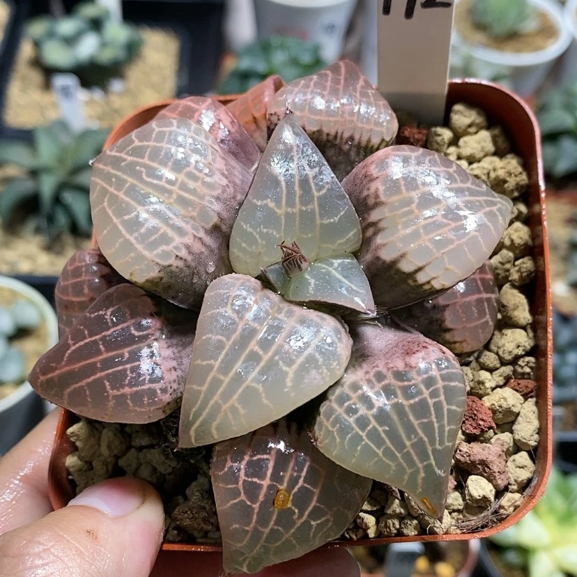 【闪购商品】192玻璃康平