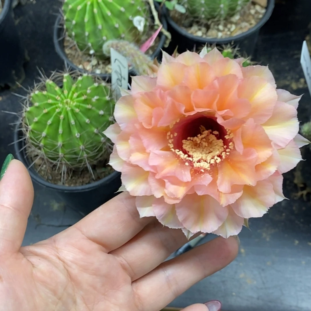 【闪购商品】1047彩草自根