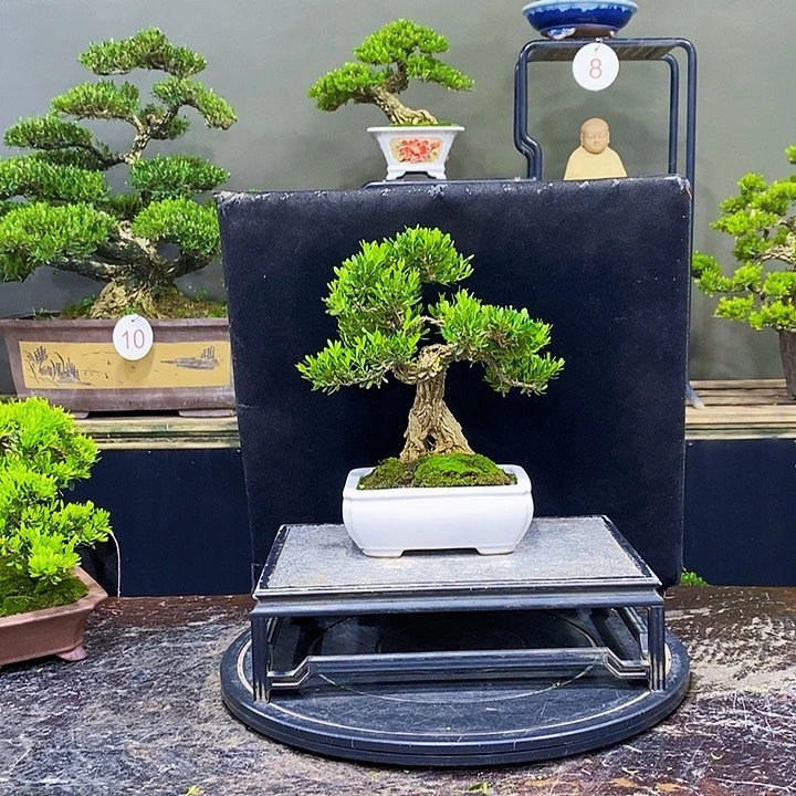 无花朵黄杨盆景四季常青