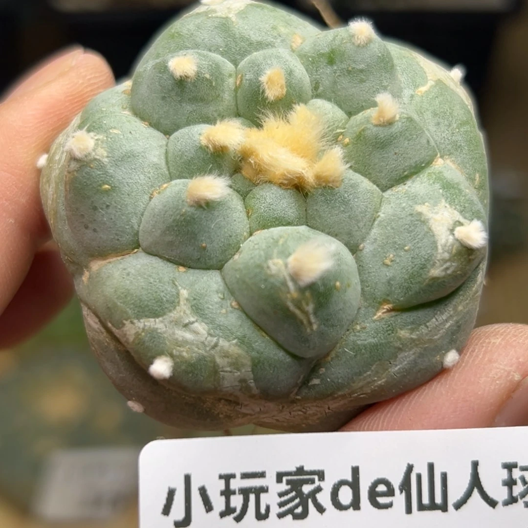 168 仙人球的海鲜 有根