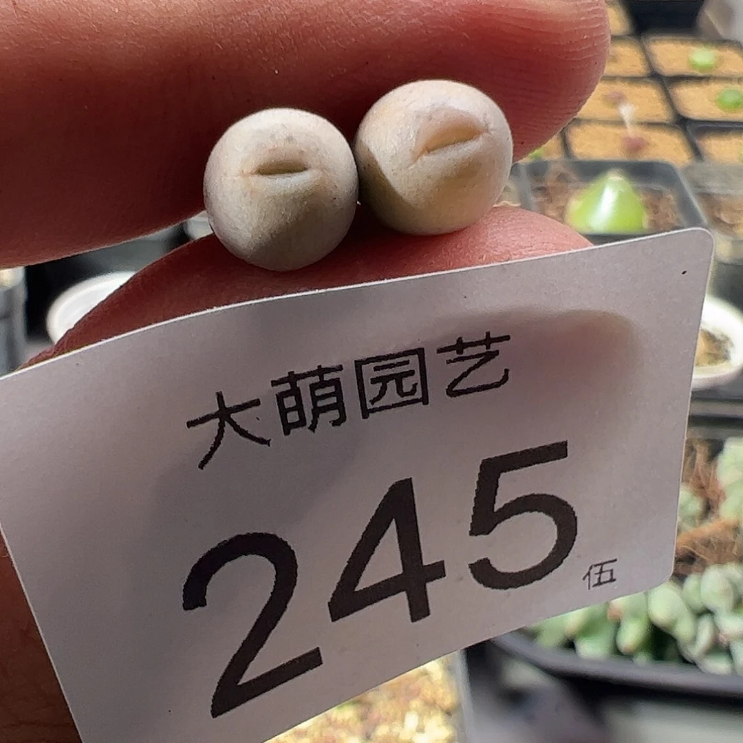 一物一拍。           245