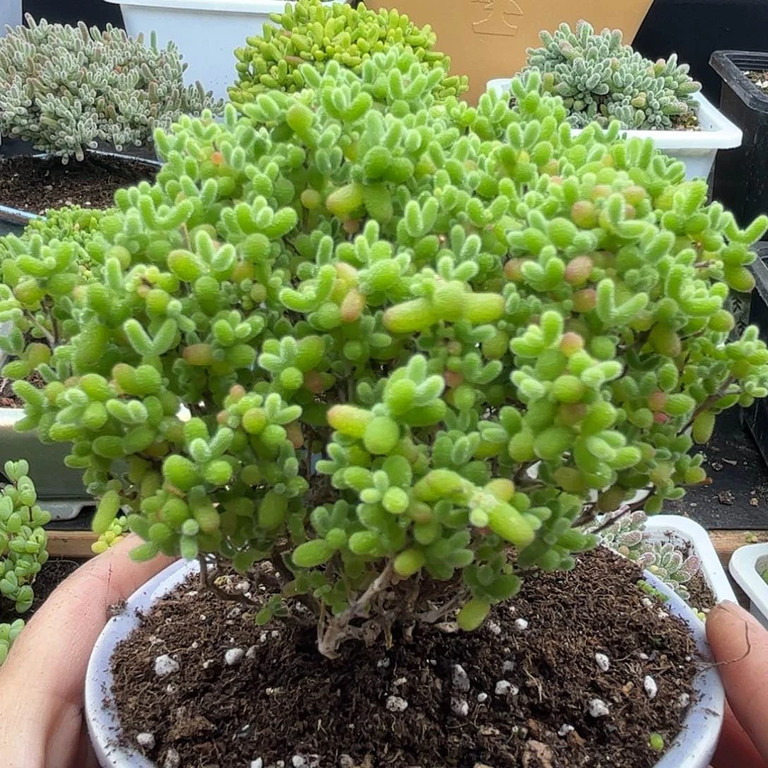 45蜜桔带盆优选枝干番杏