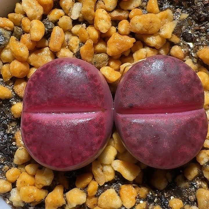 111112生石花。   177