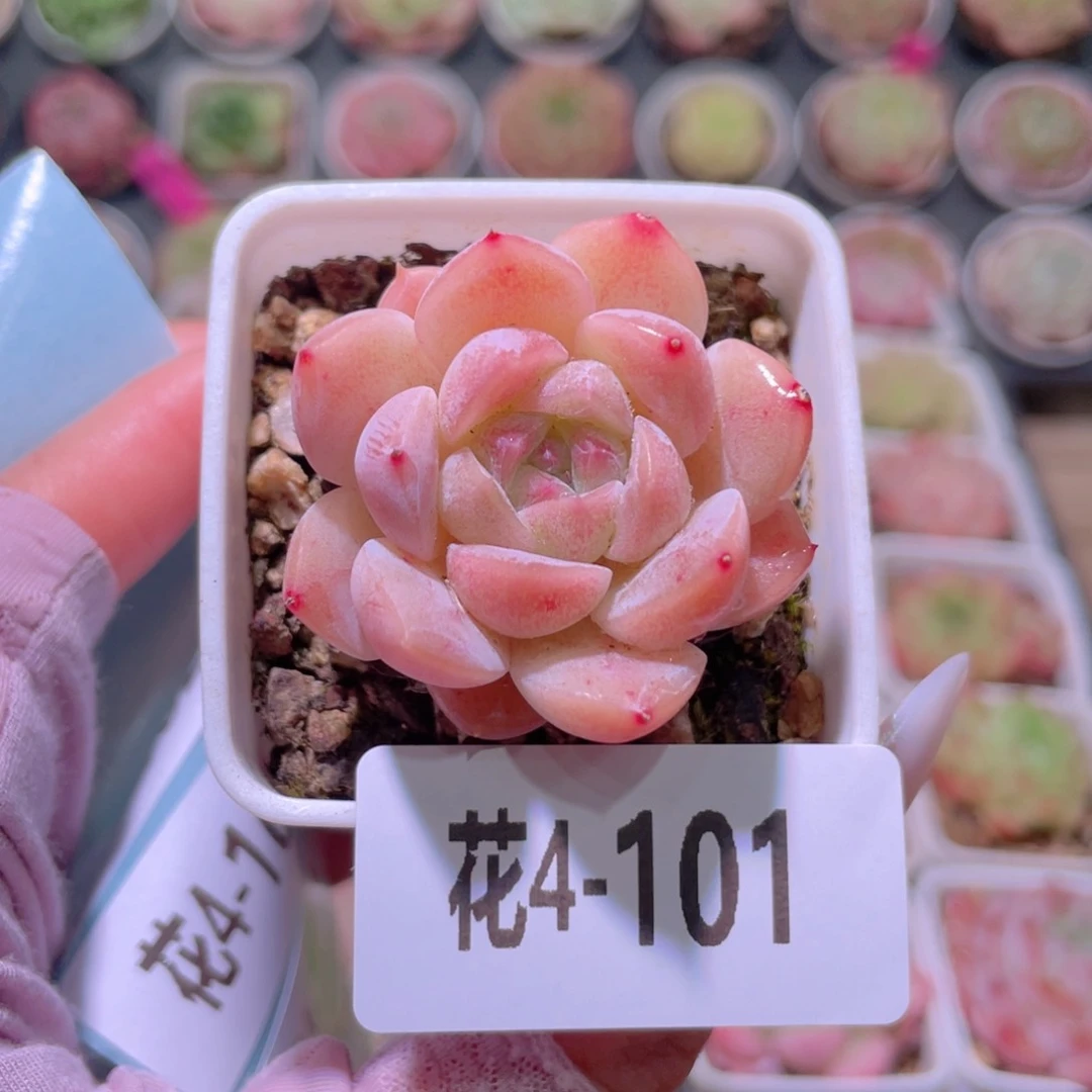 花利美4-101新品