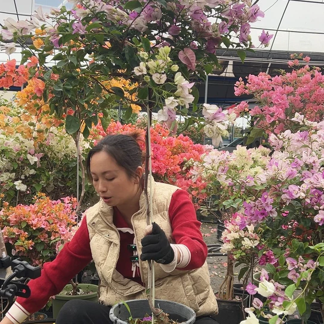 柠***精大部分花苞少量开放C84雪紫