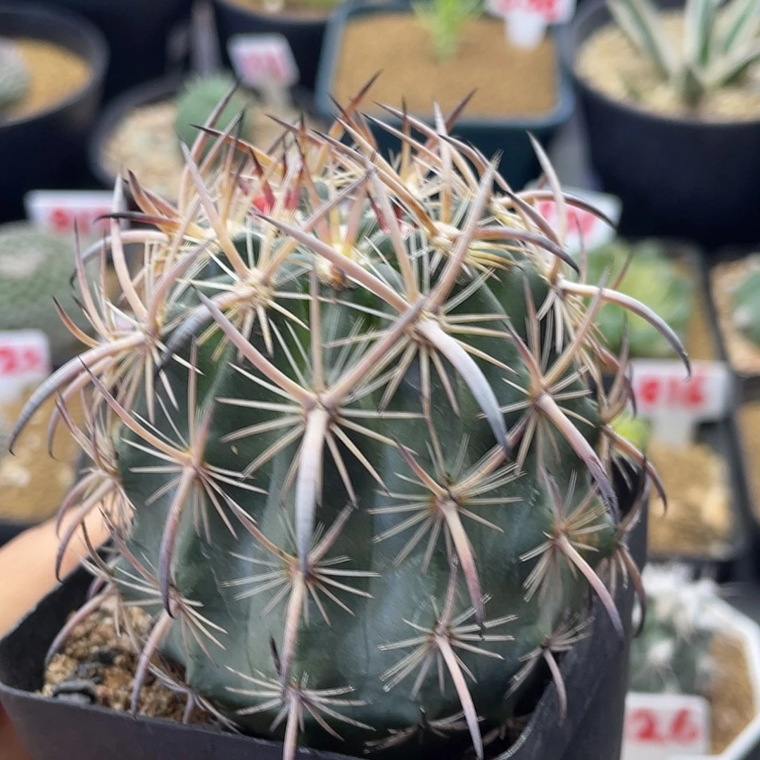 实生强刺虎爪玉仙人球