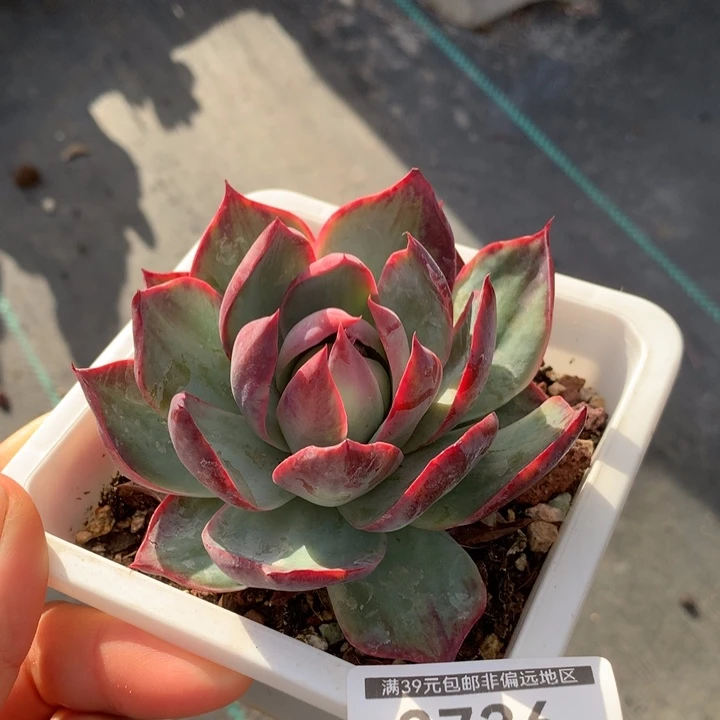 无花朵惊鸿仙子多肉植物2736