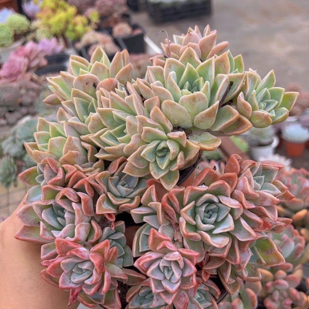 哈利沃森多头精控二盆老桩