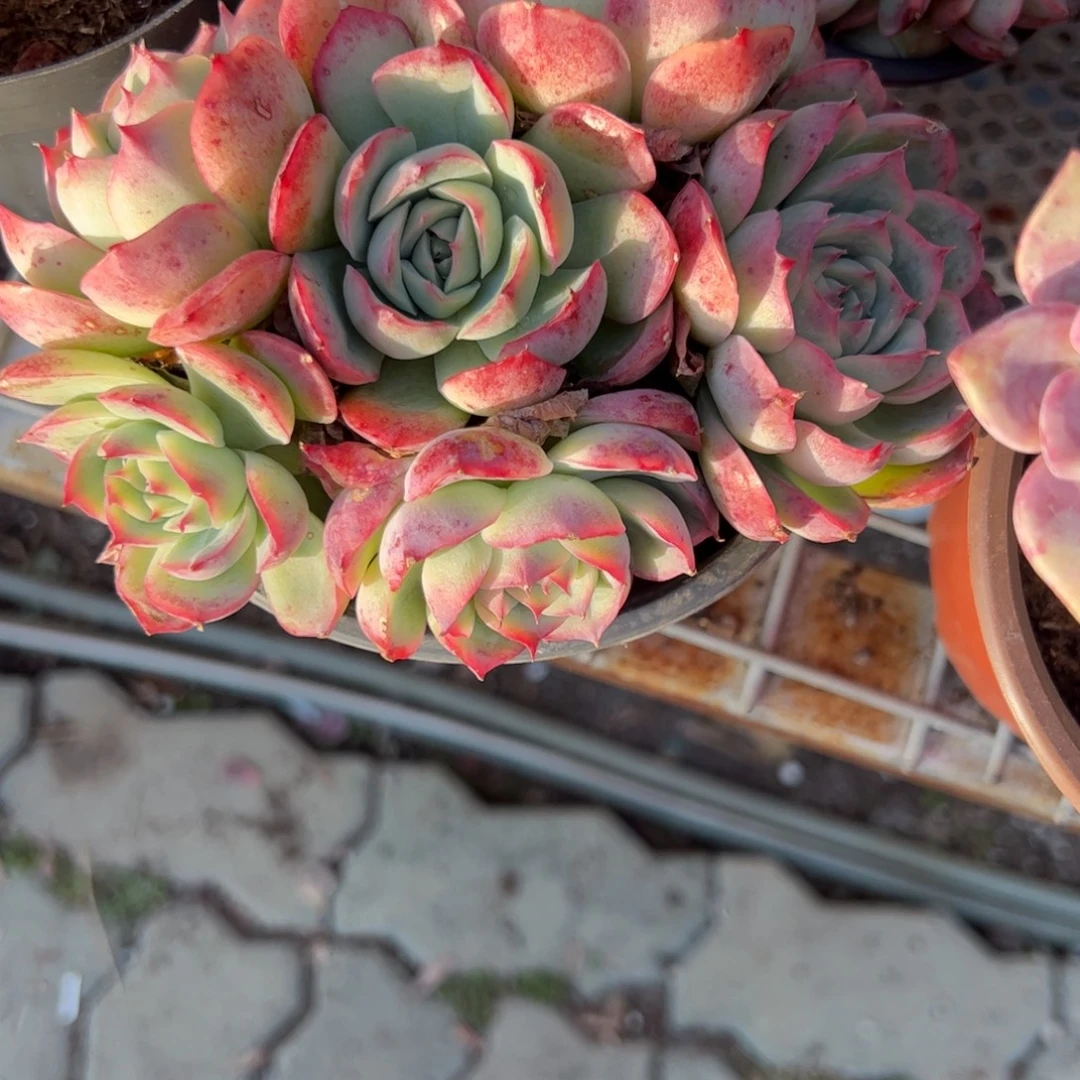 侧影群生多肉植物精品