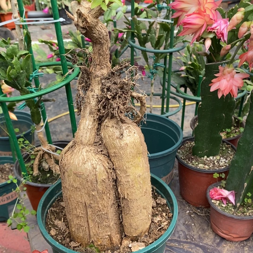 与***行无花朵福利夸大瓜