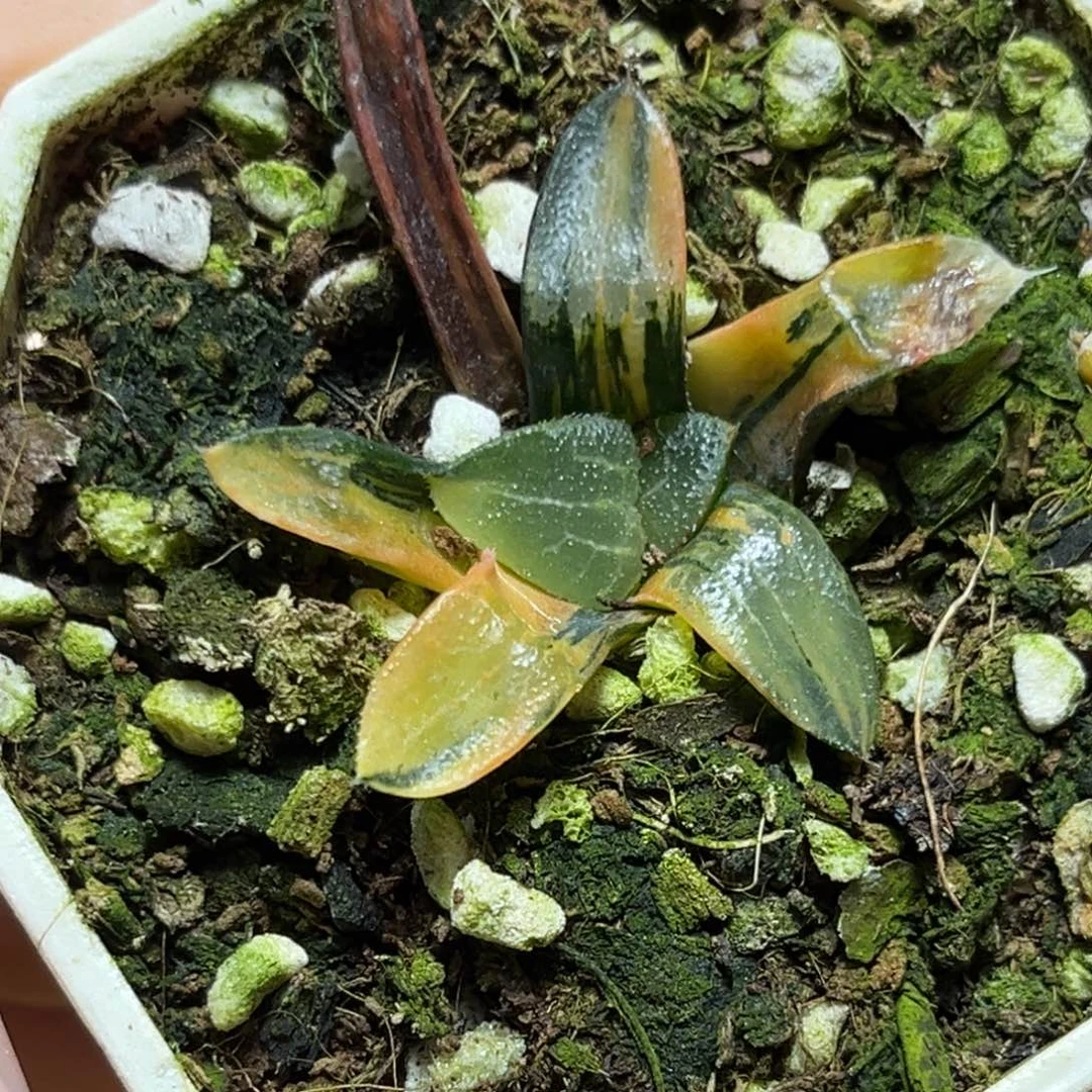 恭喜发财大吉大利934