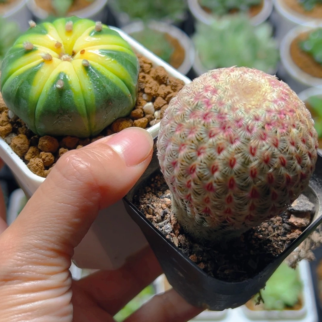拍星兜锦送红太阳仙人球多肉