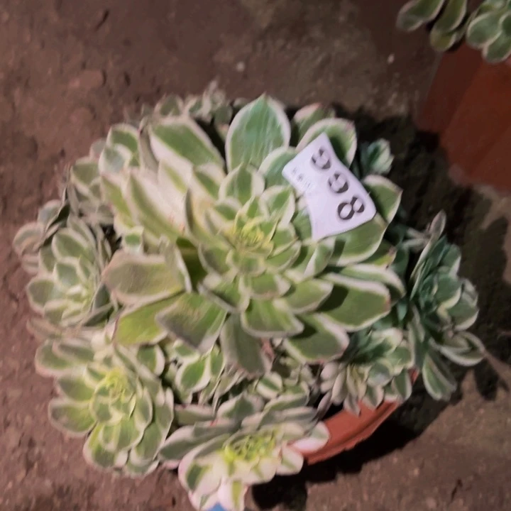 998伊丽莎白多肉植物不售后