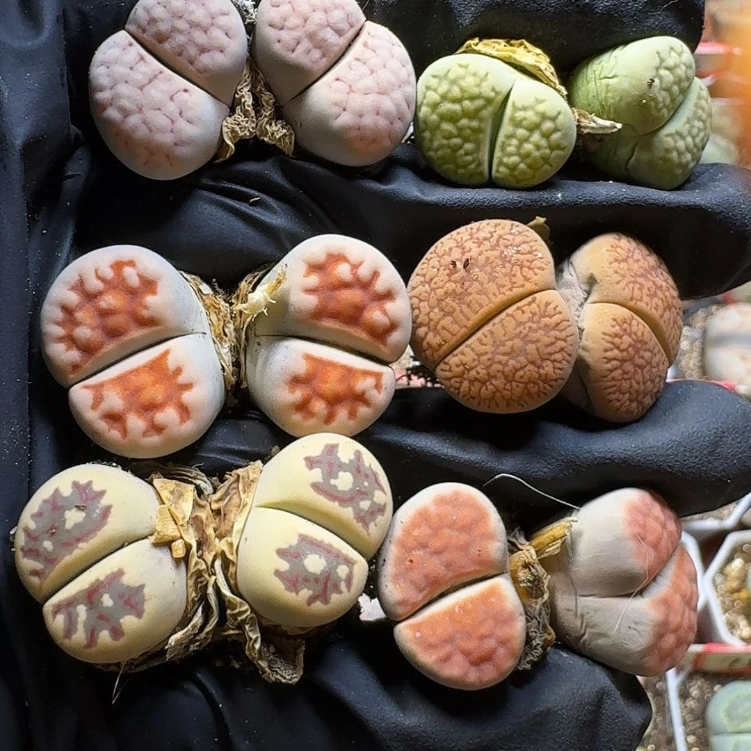 生石花2/：：/。  50