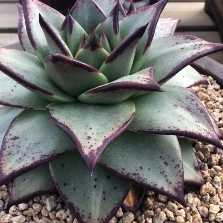 大宽三角棱线好看00000000000007