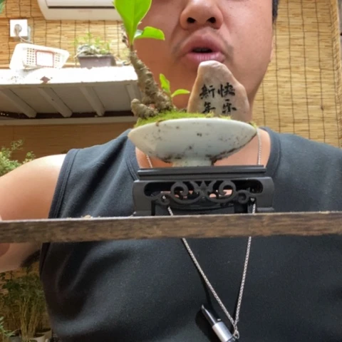 红陶一物一拍所见即所得308