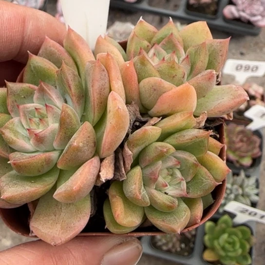 165麦秆多肉植物的