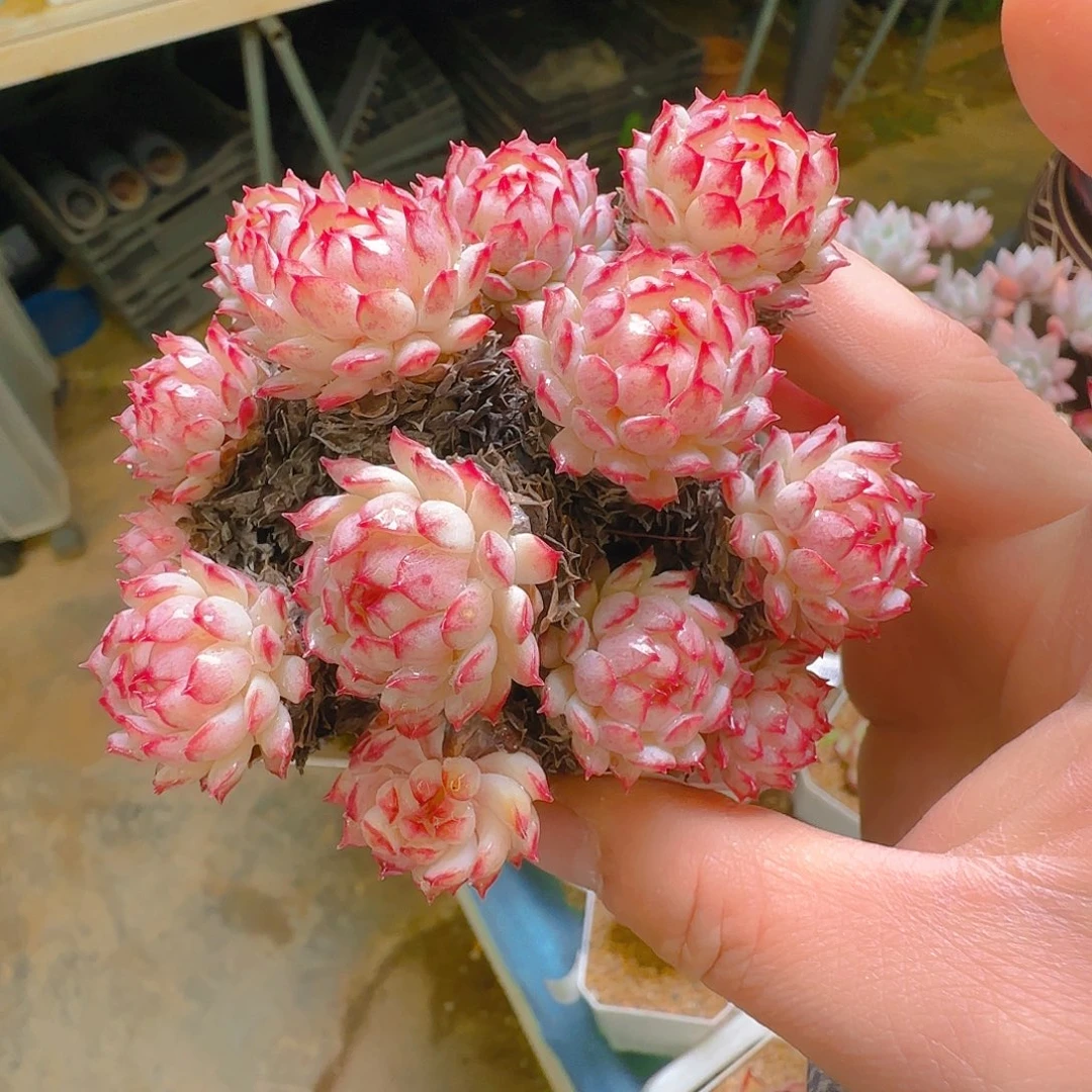 红二条，049，仙农出品多肉