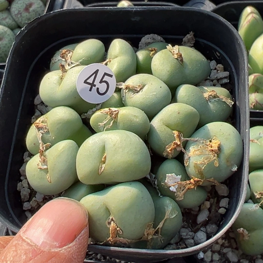 多肉植物111111111111111