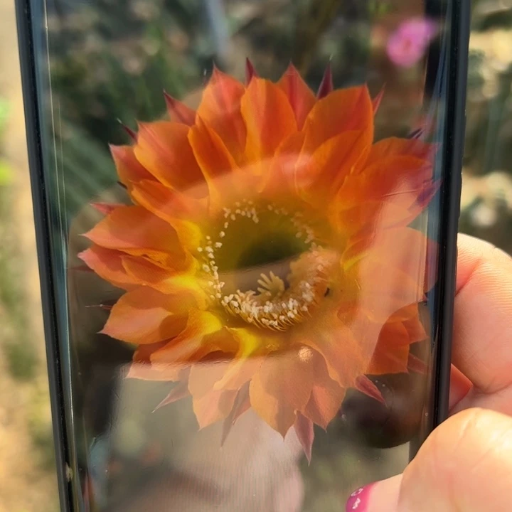 11彩草145歪无根侧芽5公分左右20包邮