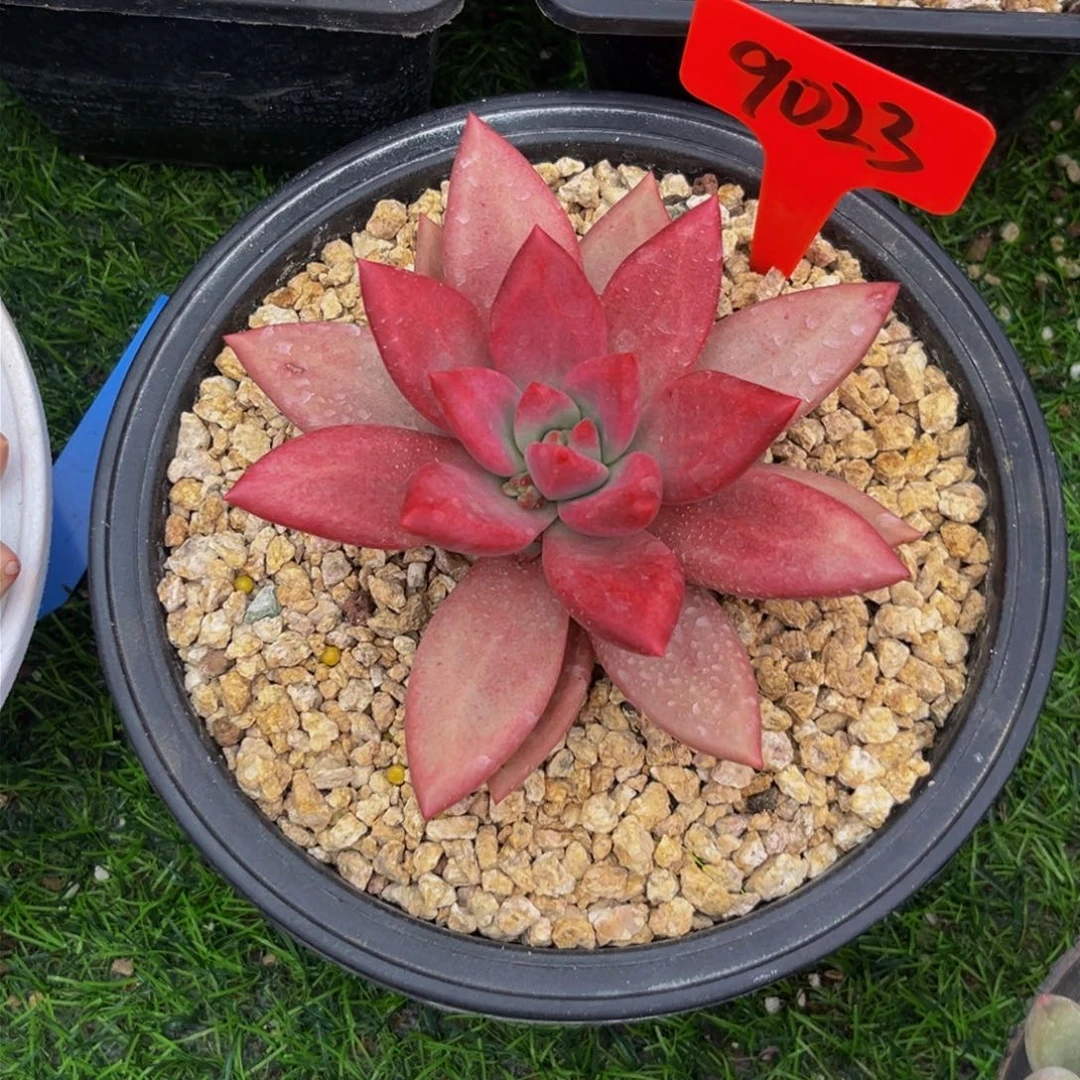 9023下午多肉植物群生